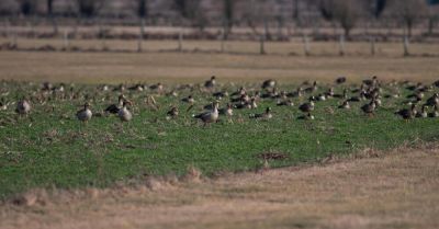 Wykryto dwa ogniska grypy ptaków